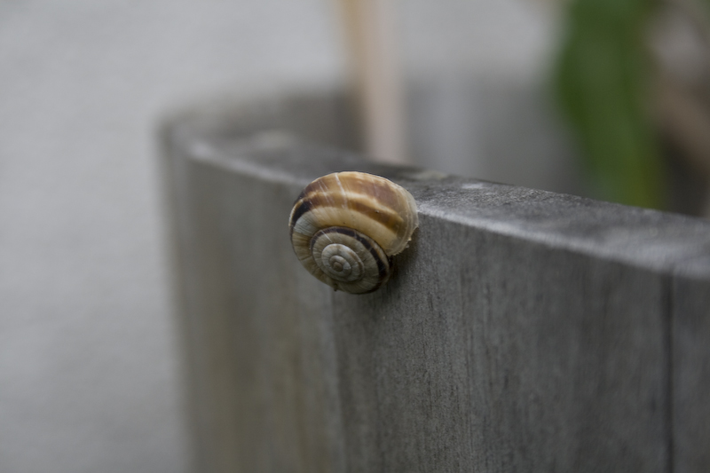 Schnecke