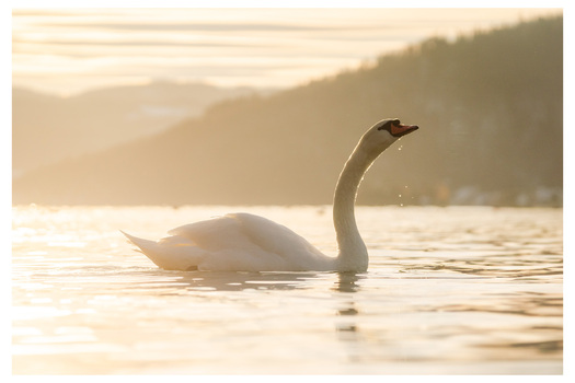 Schwan bei Sonnenuntergang2
