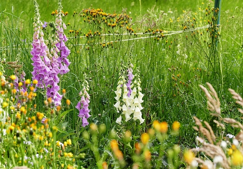 Gartenwildnis
