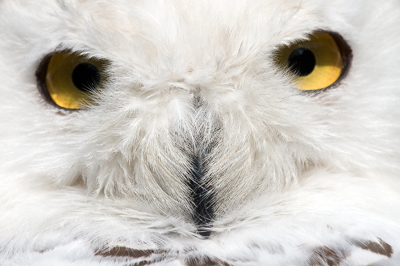 Schneeeule