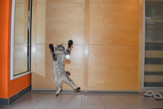 sportliche Katze