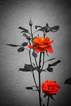Bunte rosenblüten
