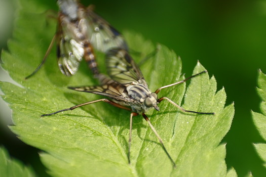 Fliegenhochzeit