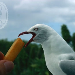 taubert