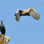 Kormoran schaut bei der Arbeit zu