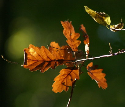 Herbst im Gegenlicht