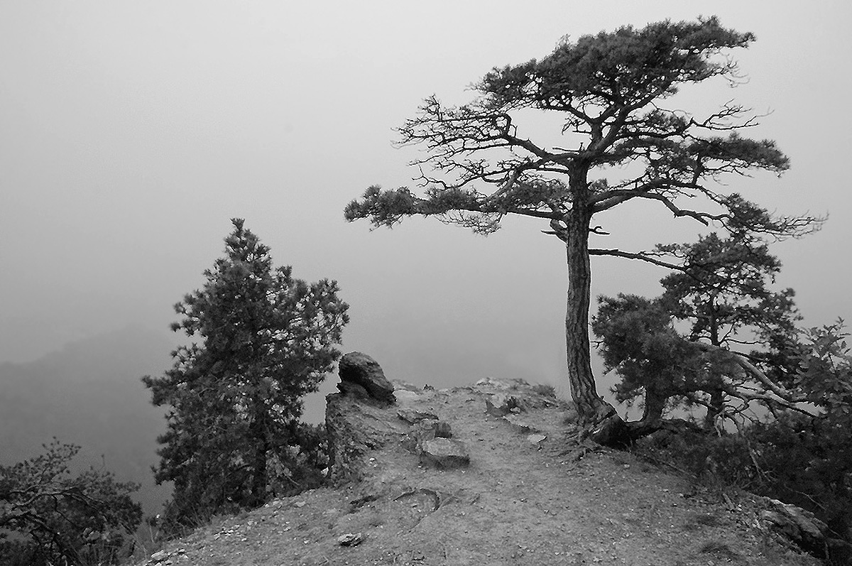 Big Bonsai II
