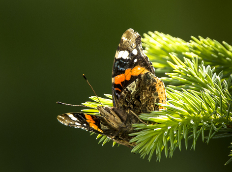 Der Admiral