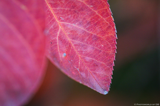 der Herbst ist noch immer da ;)