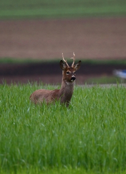 Bock
