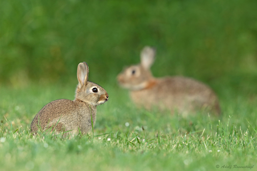 Junges Wildkaninchen (Oryctolagus cuniculus)