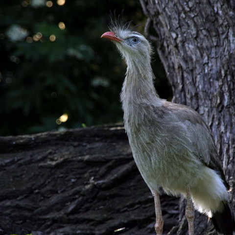Arroganz im Zoo