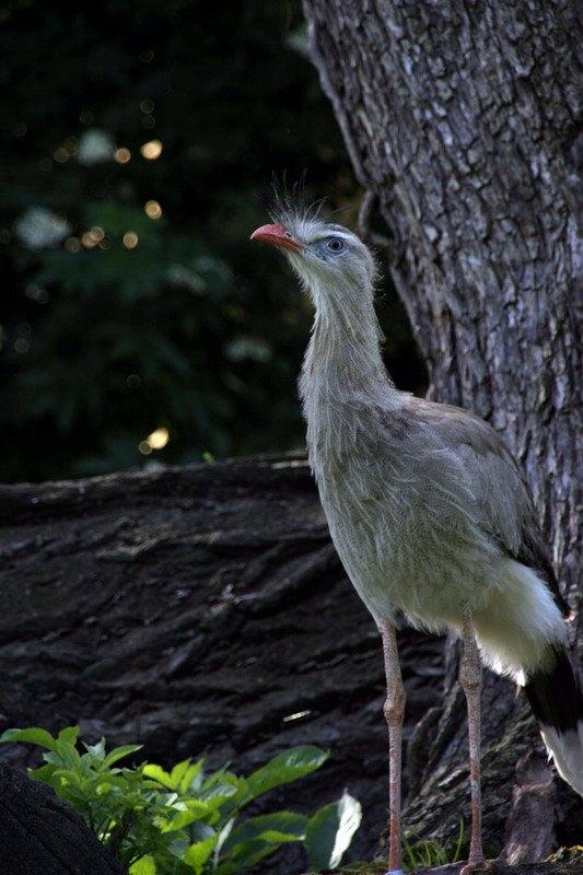 Arroganz im Zoo