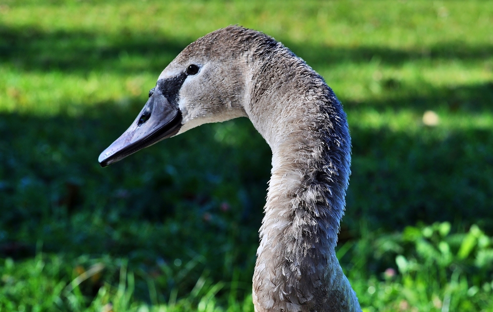 Mein lieber Schwan... ;-)