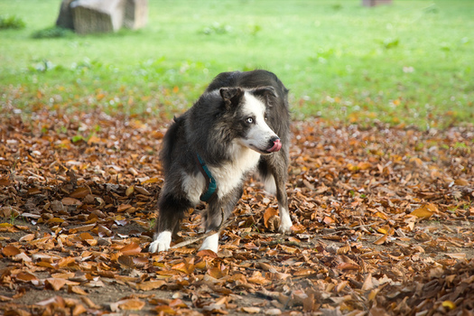 playing is great, but never forget your surroundings- Mowgli the Traildog