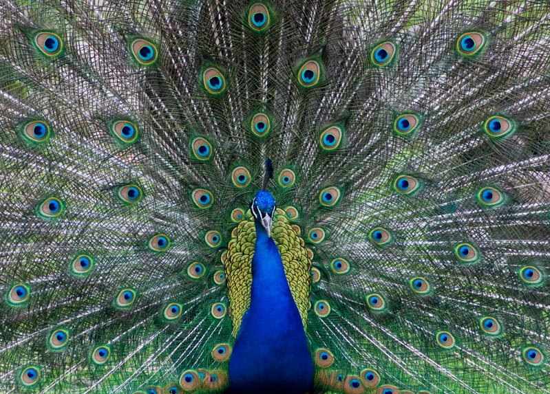 Stolz wie ein Pfau