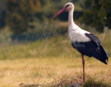 Storch2