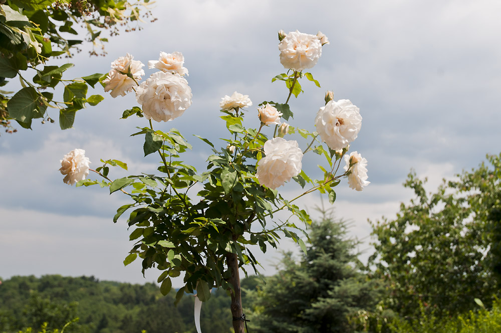 Duft der Rosen