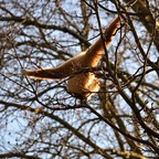Affe