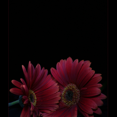 In Rot