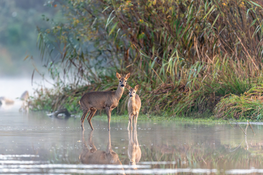Rehe