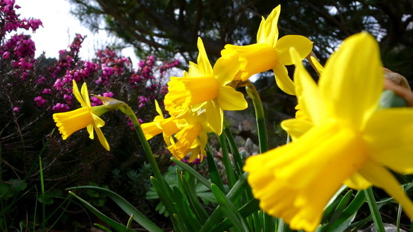 Ein Gruß vom Frühling