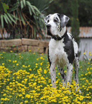 Mephisto in der toskanischen Blumenwiese