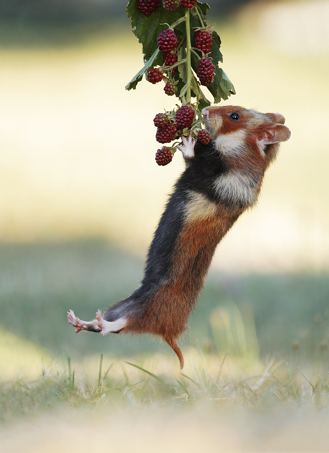 Hamsterfitness