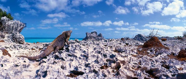 Cayo de Iguanos