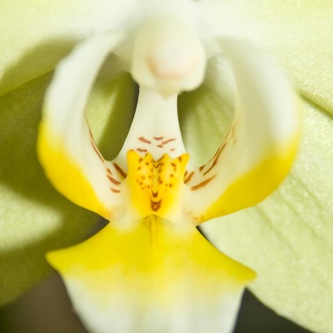 Orchidee