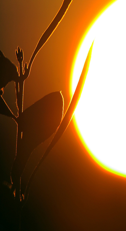 Sonnenaufgang