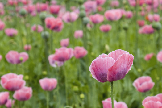 Mohnblumenfeld