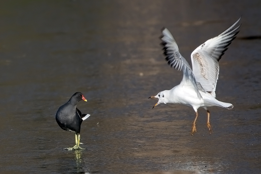 Teichhuhn vs. Möwe...