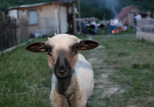 zu Gast bei slowakischen Roma