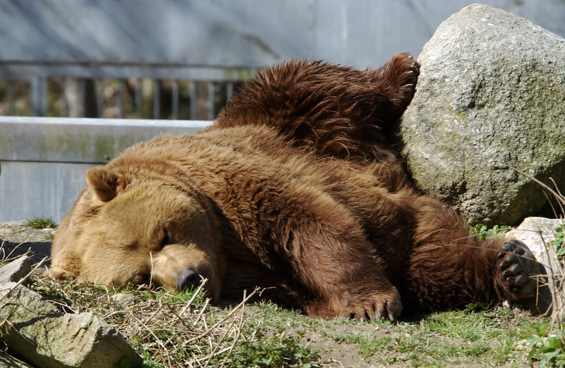 Bär im Zoo