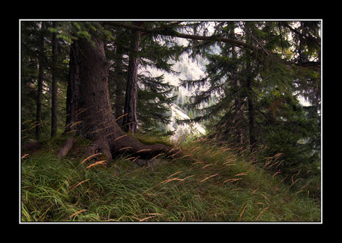 Zauberwald