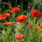 Mohn