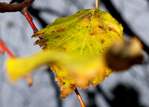 Ein Makro Versuch