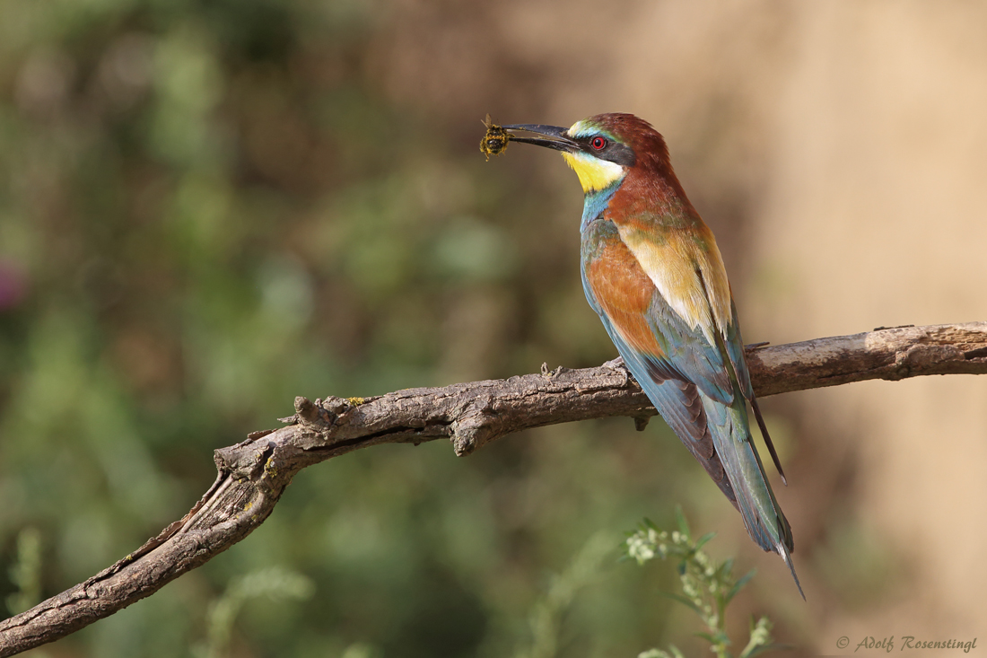 Bienenfresser (Merops apiaster) ..