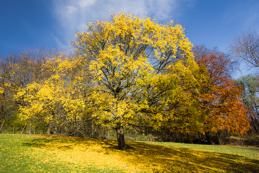 Herbst am Cobenzl