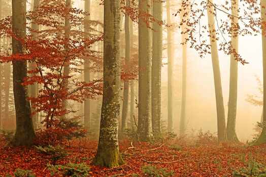 Rotes Laub