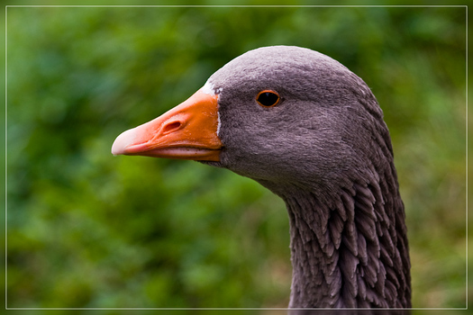Gans