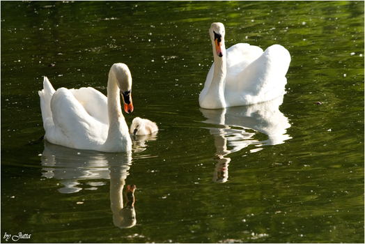 Schwanenfamilie