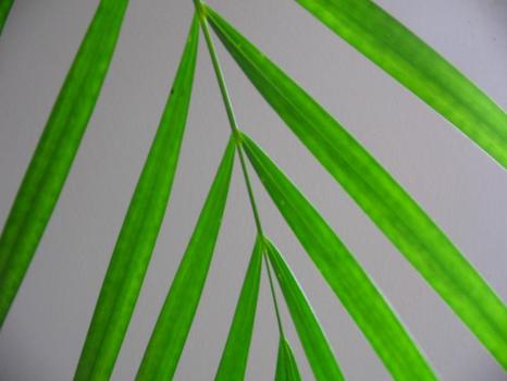 pflanzlicher minimalimus