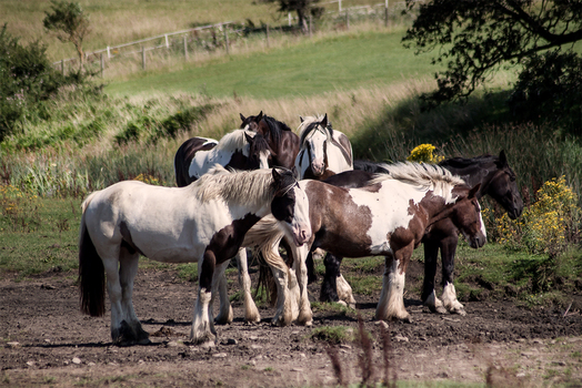 Wildpferde Wales