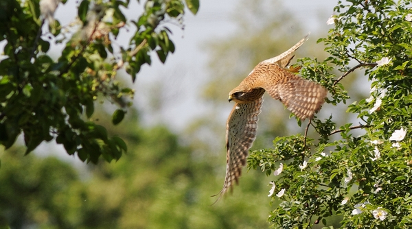 Turmfalke, Jungvogel