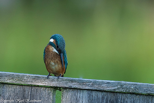 Eisvogel 2