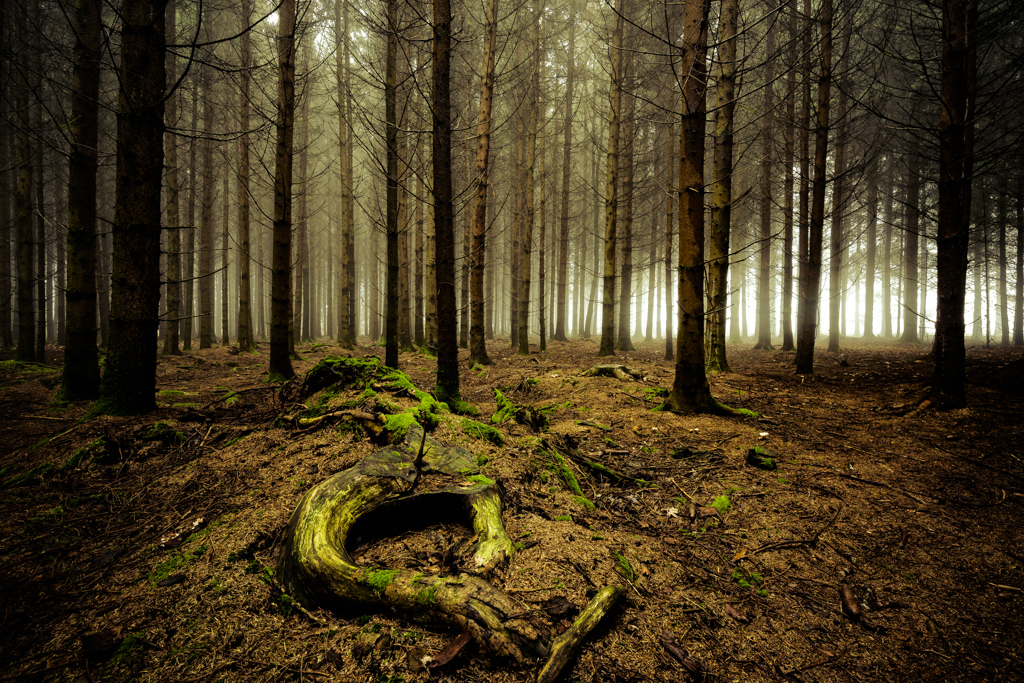 Tranquility