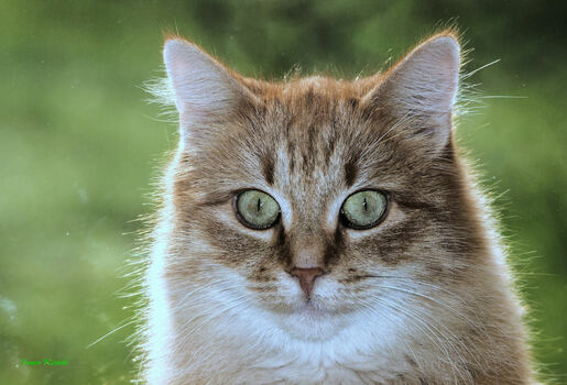 Hypnotisierender Blick 1