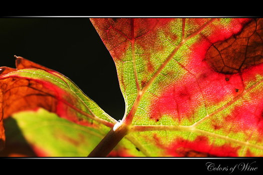 colors of wine